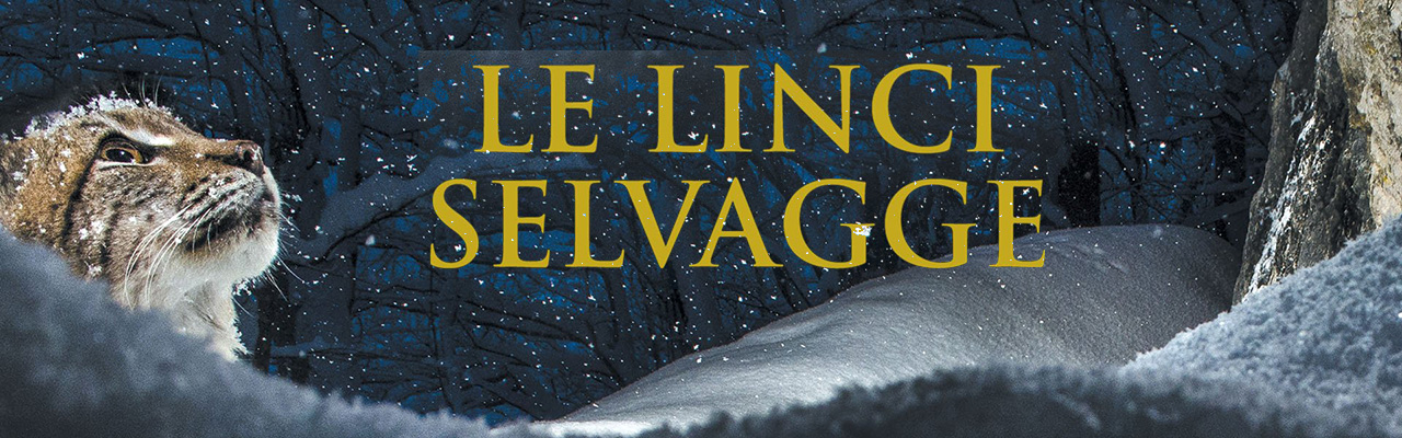 lincislide